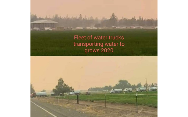 MARIJUANA