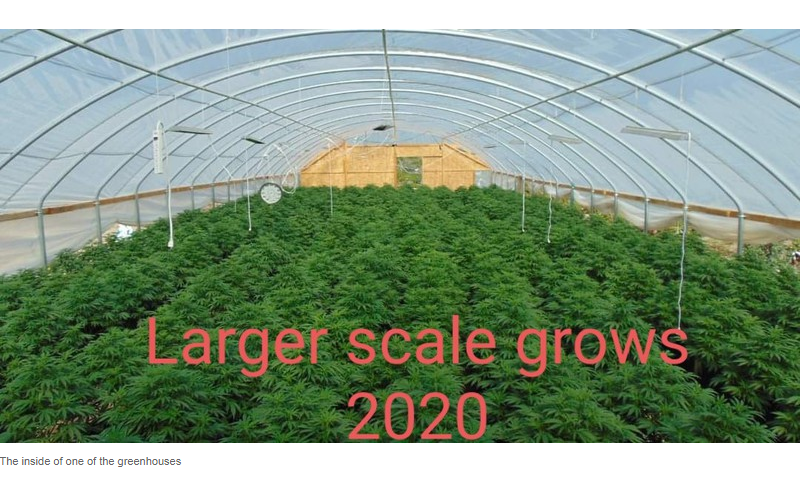 MARIJUANA